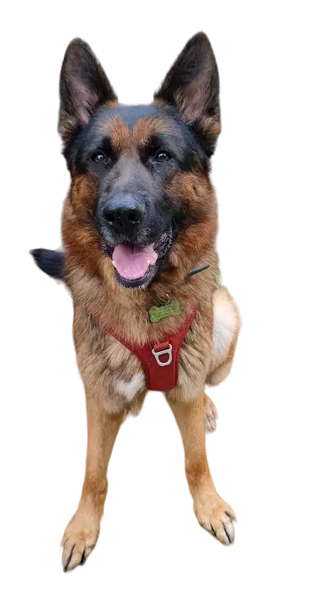 Educateur canin du coin : comportementaliste à votre écoute ! :) Vous recherchez un éducateur canin à Melun Fontainebleau 77 91? 10 ans d'expérience canine + possibility to speak in English = Appelez-nous! éducateur canin Melun 77 Appelez-moi pour faire connaissance ! éducateur canin éducation canine pas chère pas cher prix donné promotion offre spéciale Bienvenue sur mon site d'éducation canine et de comportementalisme en Île-de-France ! Educatrice canin passionnée, je suis spécialisée dans l'accompagnement des chiens et de leur propriétaire. Grâce à mes compétences en comportement animal, je peux vous aider à résoudre les problèmes de comportement de votre chien et à établir une relation harmonieuse et équilibrée avec lui. Je serai ravie de pouvoir vous aider et apporter des solutions adaptées à vos besoins spécifiques, en matière d'éducation canine et de comportement. Au plaisir de vous entendre ! Chien éducation canine éducateur canin éducatrice canin dresseur de chien expérimenté résultats compétent compétente chiens éduqués Melun 77 éducateur canin du coin chien chiot 77 91 45 89 10 Chien éducation canine éducateur canin éducatrice canin dresseur de chien expérimenté résultats compétent compétente chiens éduqué Melun 77 éducateur canin du coin 91 78 92 94 77 45 75 Educateur canin du coin : comportementaliste à votre écoute ! :) Vous recherchez un éducateur canin à Melun Fontainebleau 77 91? 10 ans d'expérience canine + possibility to speak in English = Appelez-nous! éducateur canin Melun 77 Appelez-moi pour faire connaissance ! éducateur canin éducation canine pas chère pas cher prix donné promotion offre spéciale Bienvenue sur mon site d'éducation canine et de comportementalisme en Île-de-France ! Educatrice canin passionnée, je suis spécialisée dans l'accompagnement des chiens et de leur propriétaire. Grâce à mes compétences en comportement animal, je peux vous aider à résoudre les problèmes de comportement de votre chien et à établir une relation harmonieuse et équilibrée avec lui. Je serai ravie de pouvoir vous aider et apporter des solutions adaptées à vos besoins spécifiques, en matière d'éducation canine et de comportement. Au plaisir de vous entendre ! Chien éducation canine éducateur canin éducatrice canin dresseur de chien expérimenté résultats compétent compétente chiens éduqués Melun 77 éducateur canin du coin chien chiot 77 91 45 89 10 Chien éducation canine éducateur canin éducatrice canin dresseur de chien expérimenté résultats compétent compétente chiens éduqué Melun 77 éducateur canin du coin 91 78 92 94 77 45 75